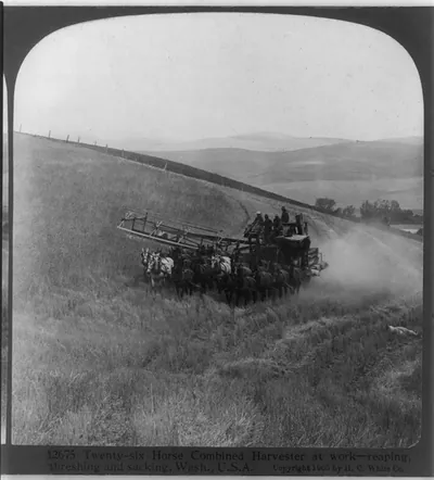 Twenty six horse combined harvester at work - reaping, threshing, and sacking, Wash.