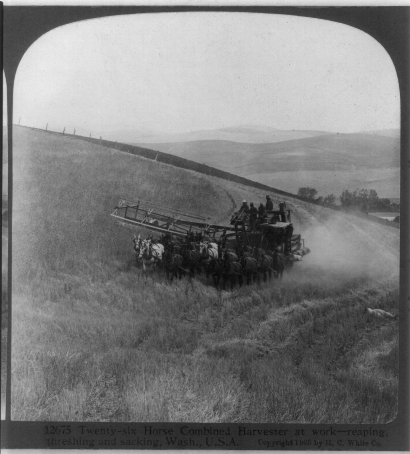 Twenty six horse combined harvester at work - reaping, threshing, and sacking, Wash., c1905. — historic photograph