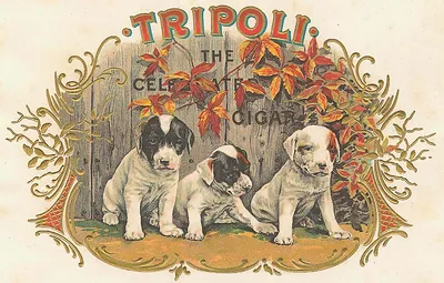 Tripoli cigar label with three puppies