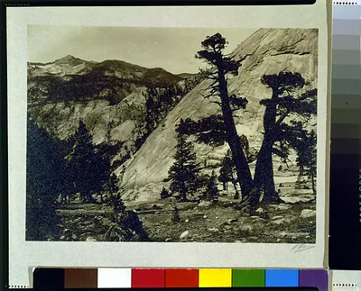 Sierra junipers, Upper Merced Basin, Yosemite Valley