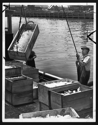 Fisherman unloading iced fish crates at a waterfront dock