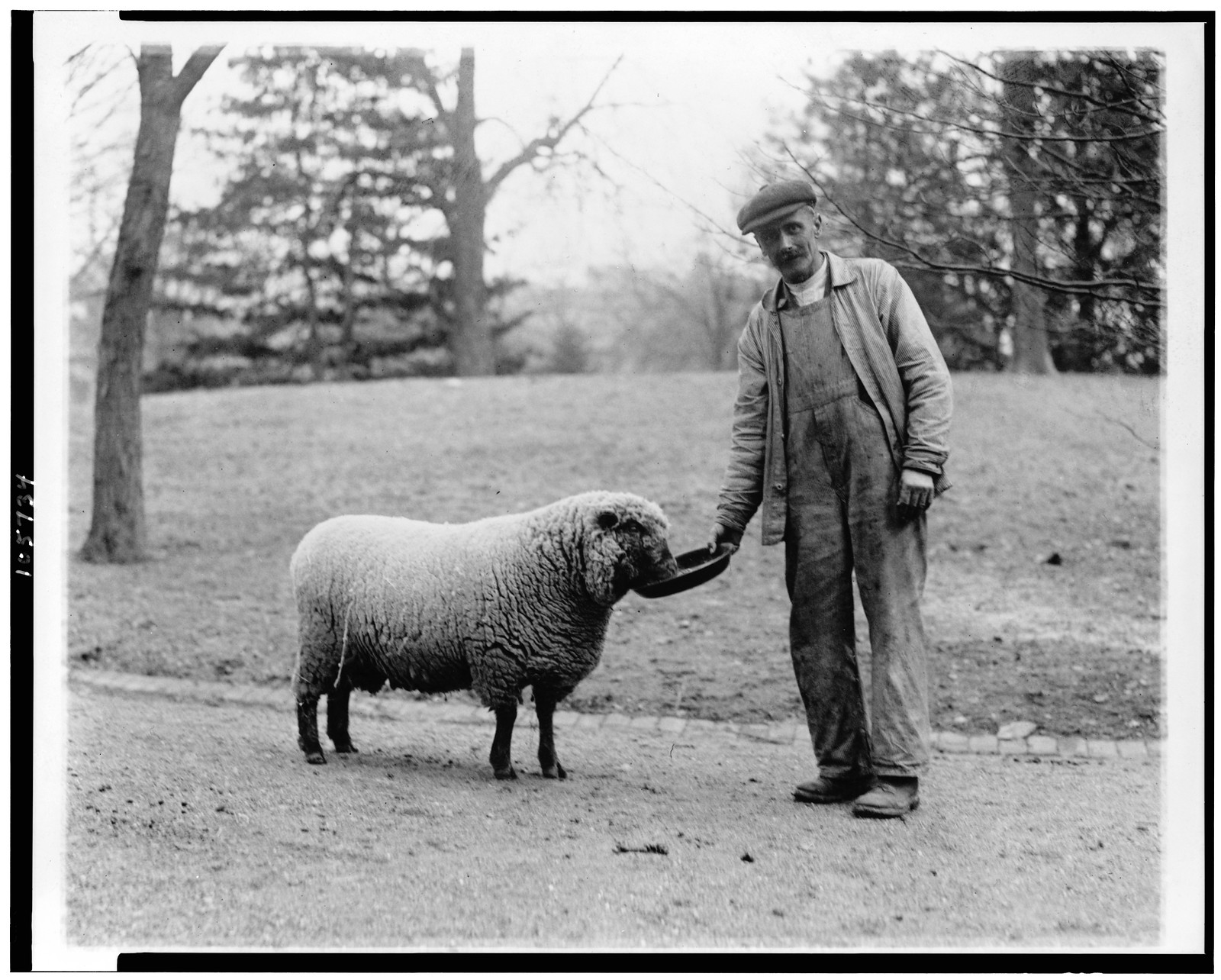 [Man with a White House sheep], [between 1909 and 1932] — historic photograph
