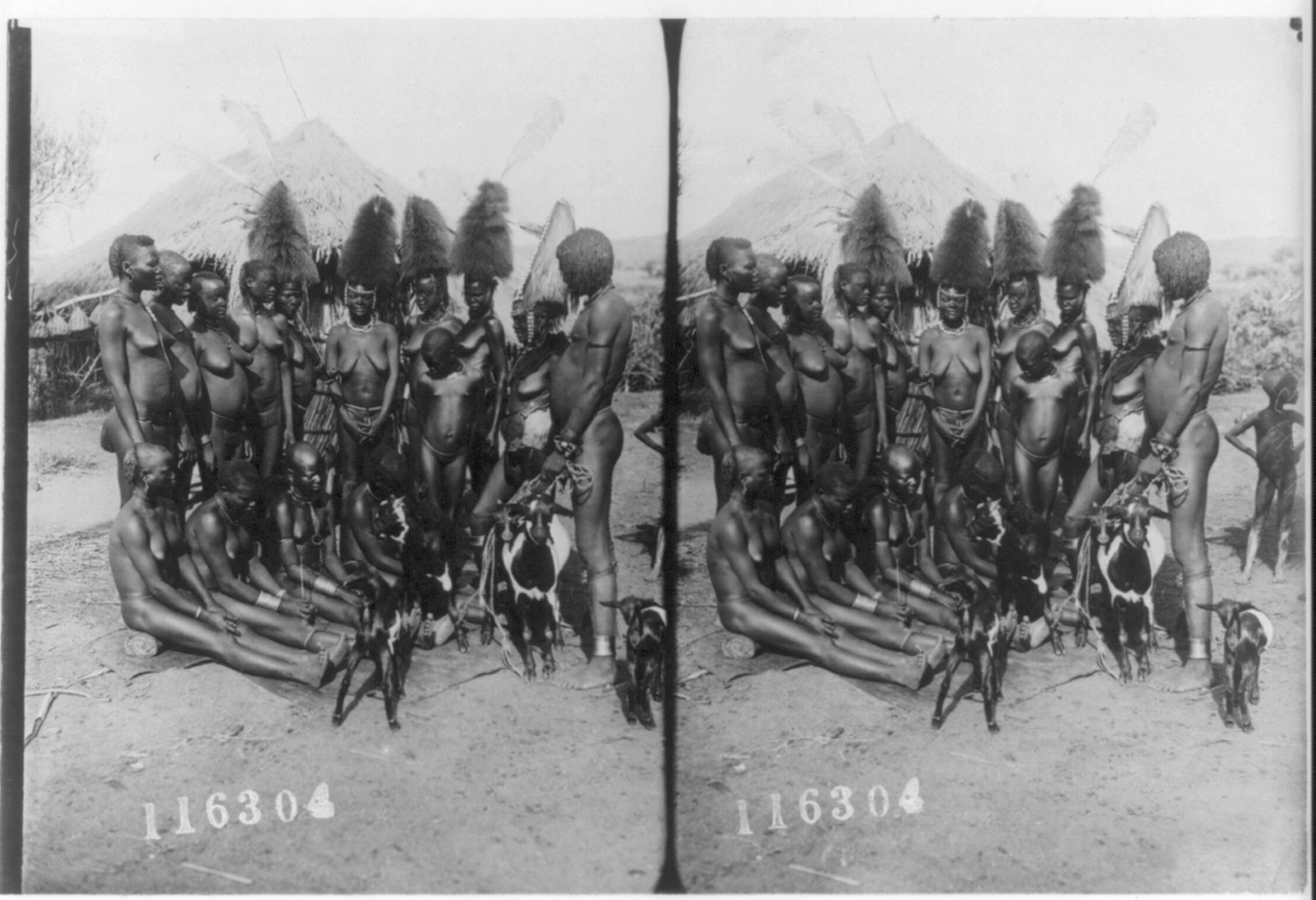 [West Africa, 1909: group of nearly-naked women with several goats], c1909. — historic photograph