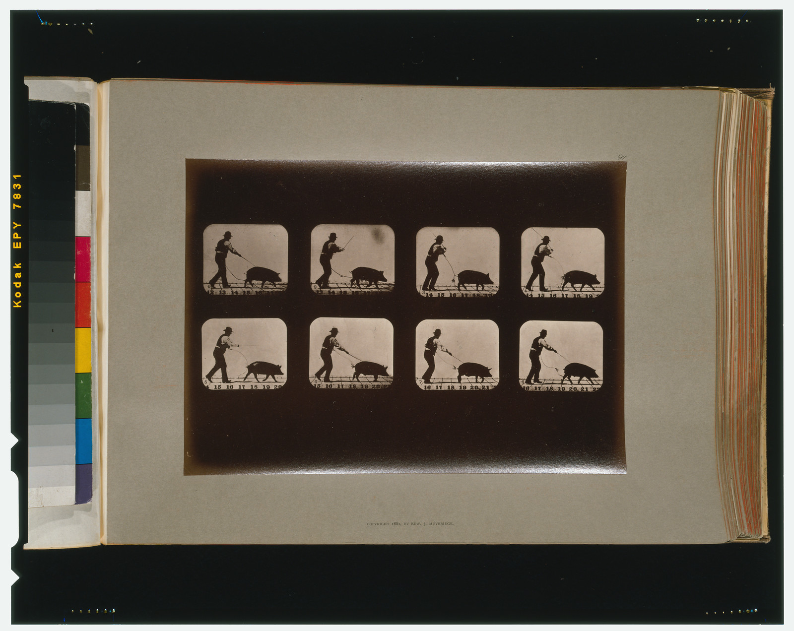 Boar, trotting, [San Francisco] : Muybridge, c1881. — historic photograph