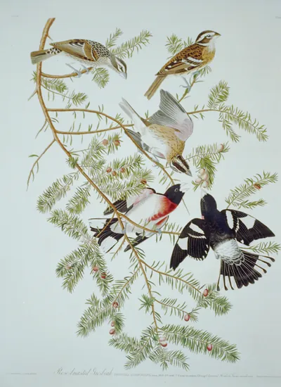 Rose-breasted grosbeak (#127)