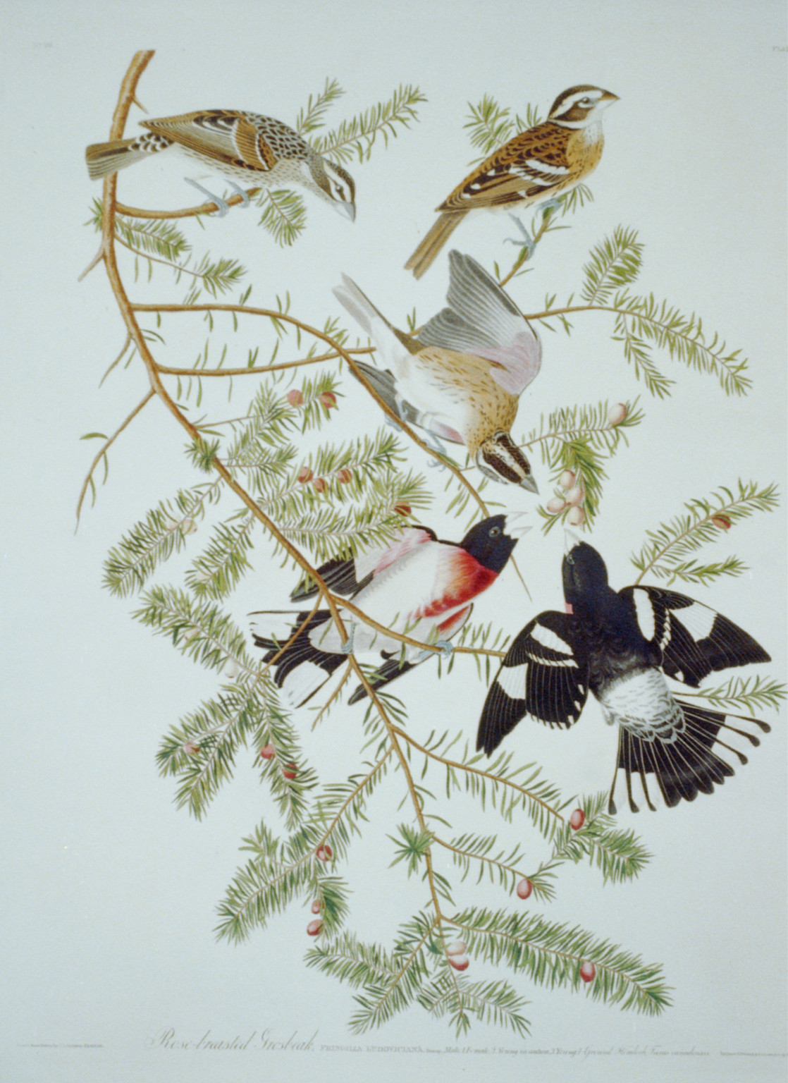 Rose-breasted grosbeak (#127), [no date recorded on caption card] — antique lithograph