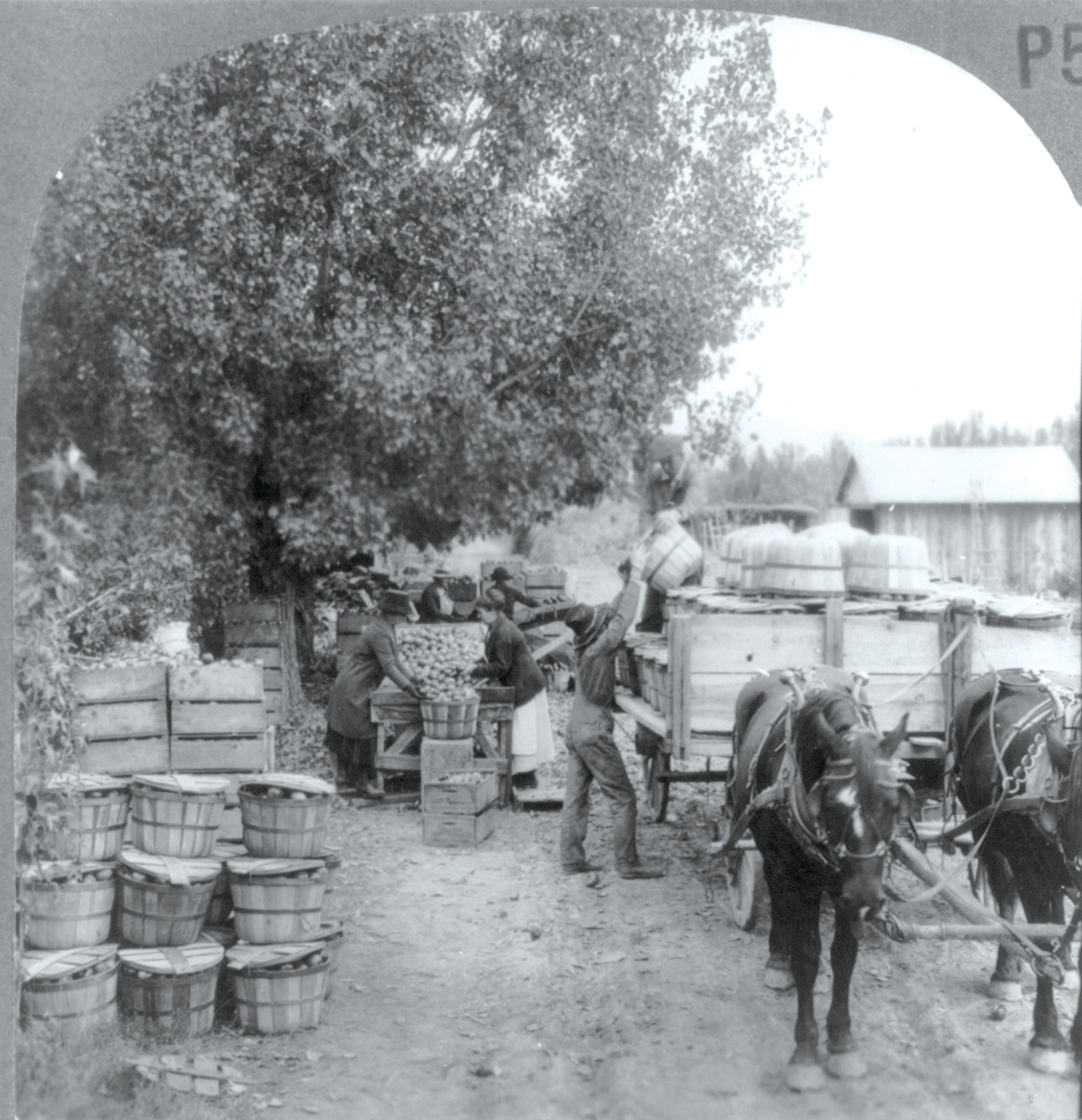 Colo, c. 1926 — historic photograph