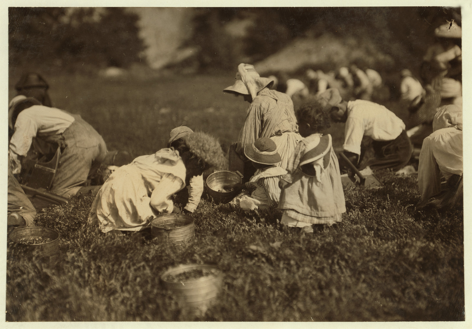 Young pickers on Swift's Bog. All working. Location: Falmouth [vicinity] - Swift's Bog, Massachusetts., 9 1911 — historic image