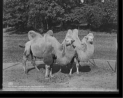 Bactrian camels, Druid Hill Park, Baltimore, Md.