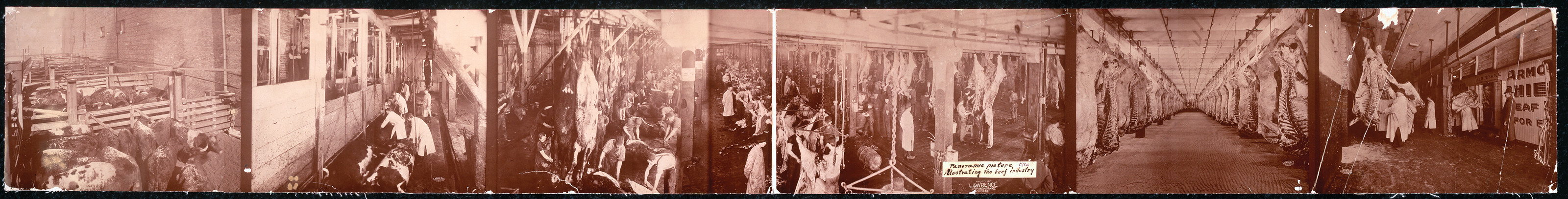 Photo illustrating the beef industry, Illinois, 1900, 1900 — historic image