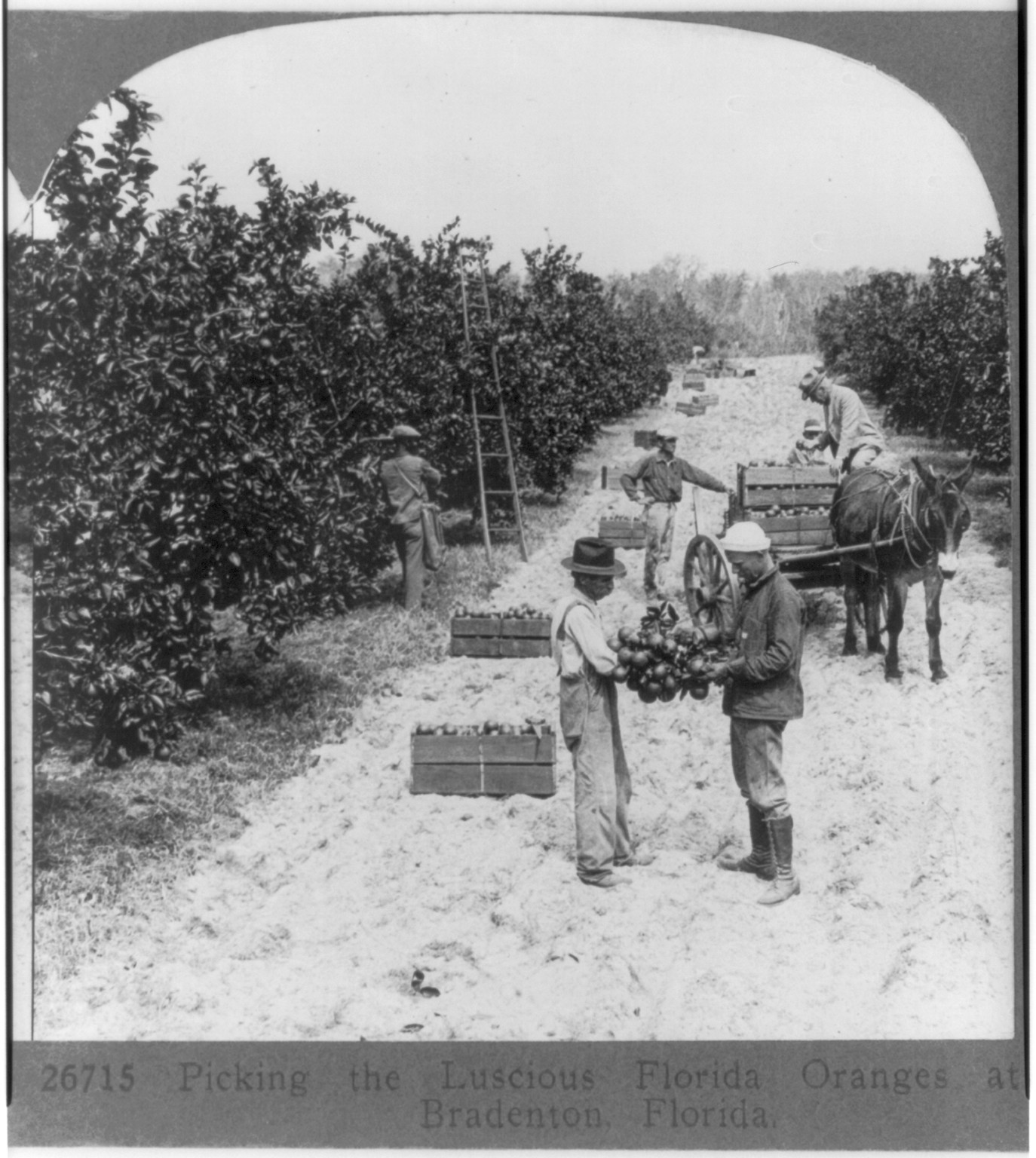 Picking the luscious Florida oranges at Bradenton, Florida — historic photograph