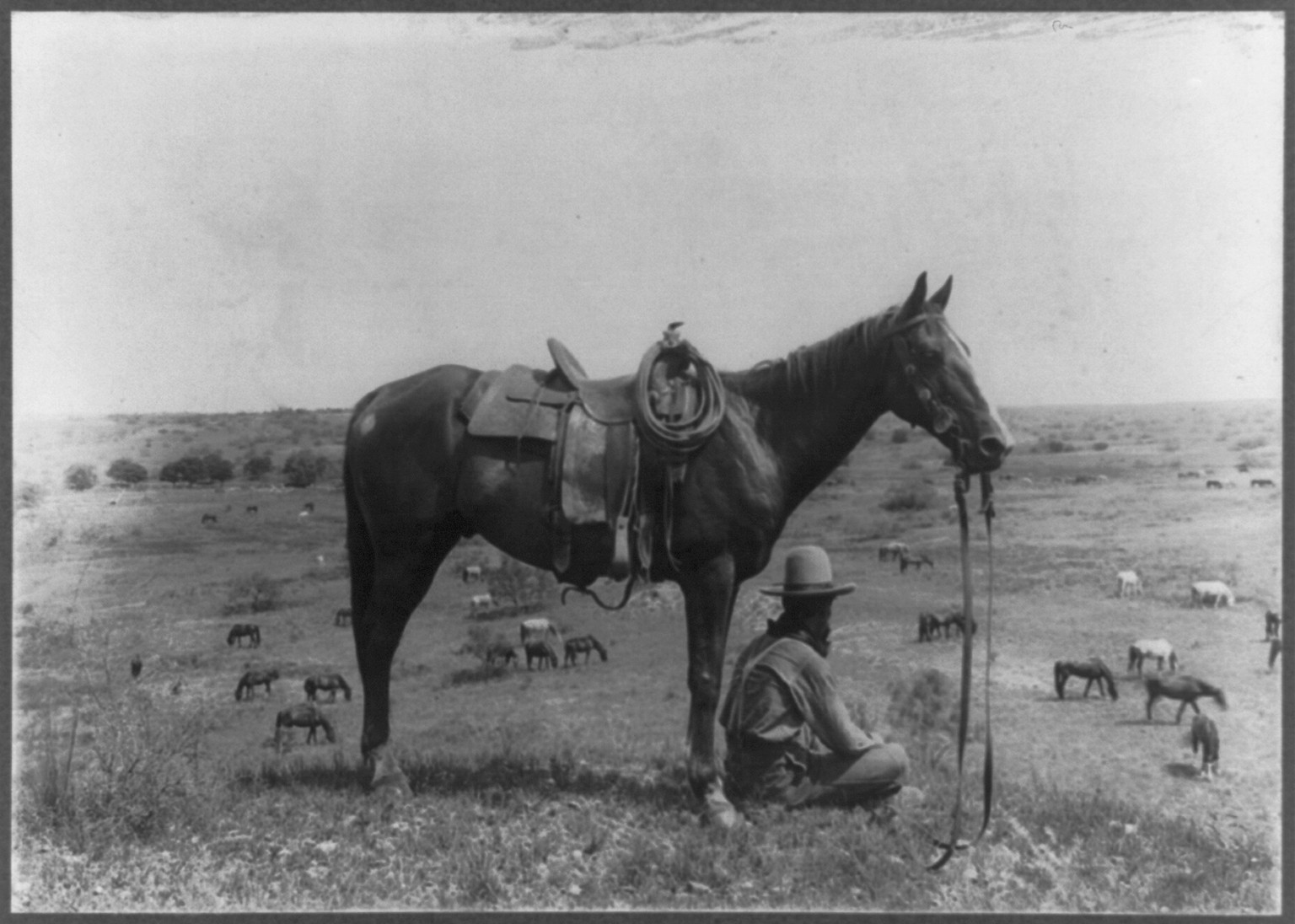 The horse wrangler / Erwin E. Smith, Bonham, Texas., c1910 June 24. — historic photograph
