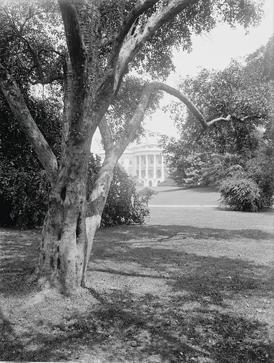 White House seen through trees across a lawn
