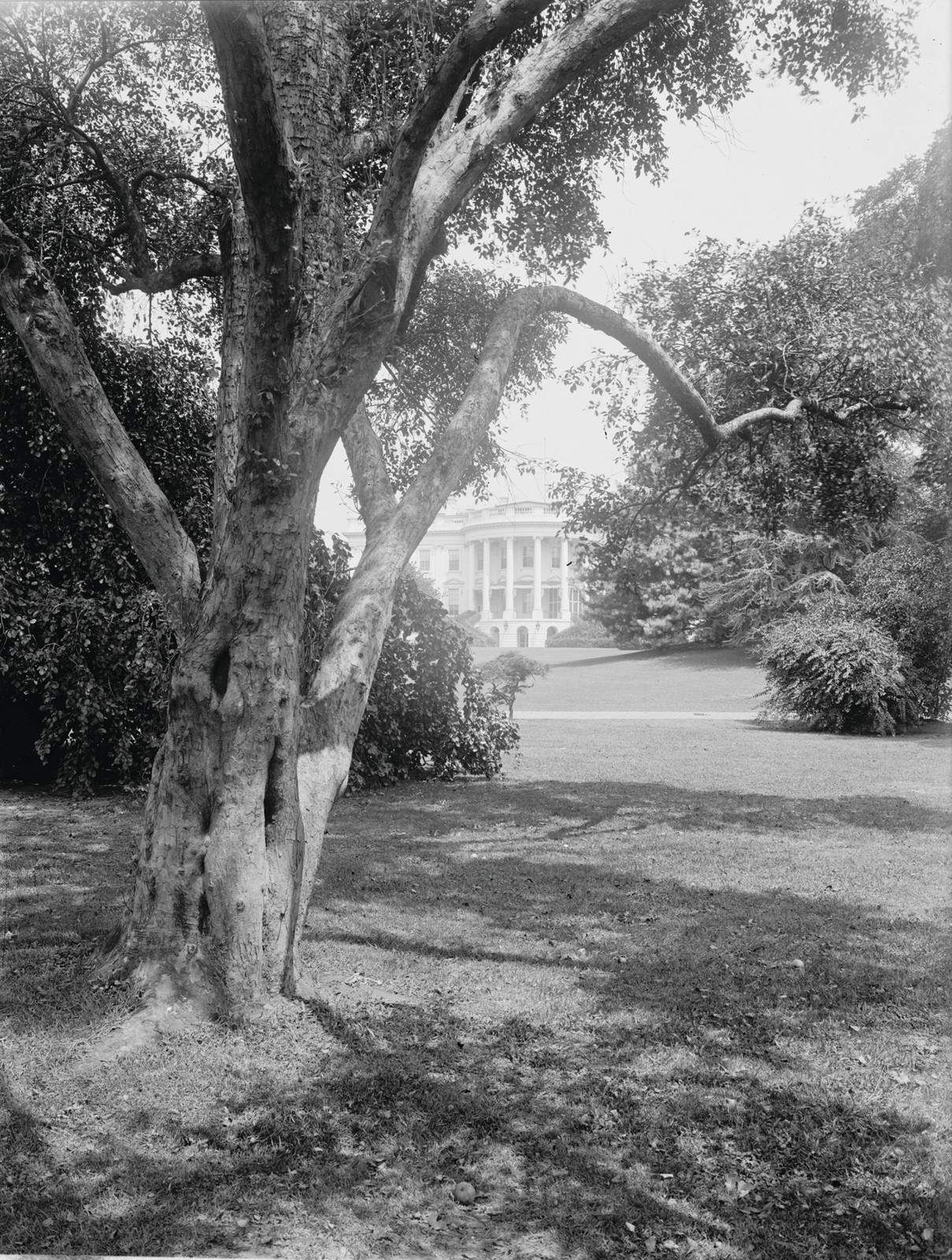 White House seen through trees across a lawn — historic image