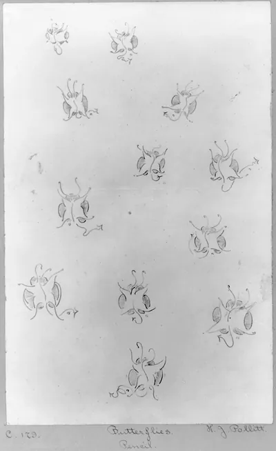 [Butterflies. Studies in lead pencil for butterflies used in the artist's publications]