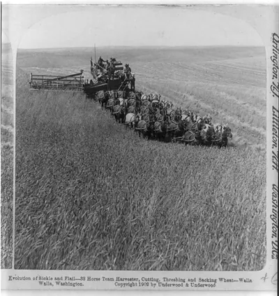 Evolution of sickle and flail - 33 horse team harvester, cutting, threshing and sacking wheat, Walla Walla, Washington