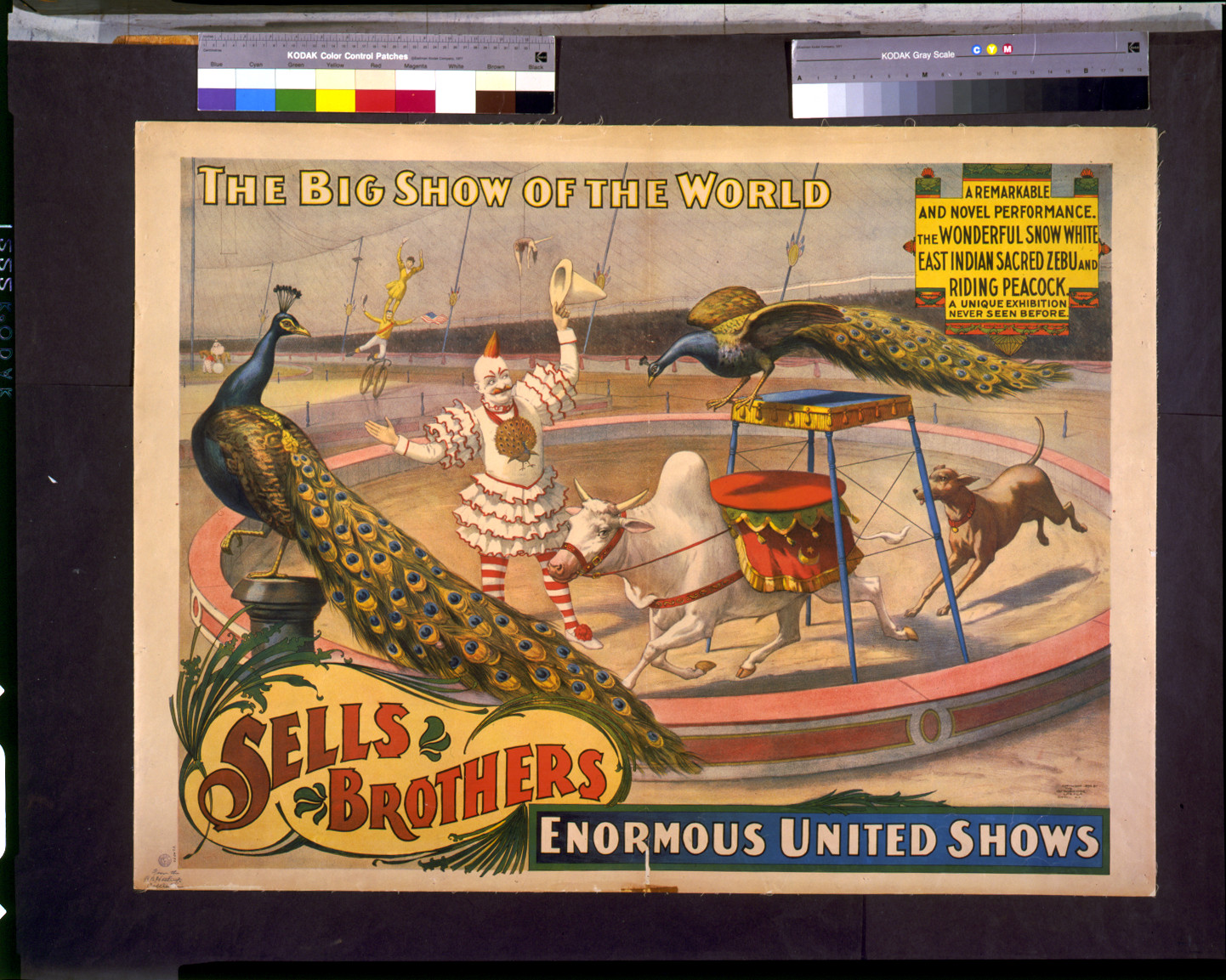 Sells Brothers enormous united shows. ... The wonderful Snow White ... zebu and riding peacock, c1895. — vintage poster