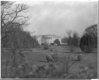 [D.C. Wash. White House. Sheep grazing on the south lawn]