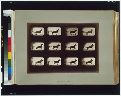 Horses. Irregular