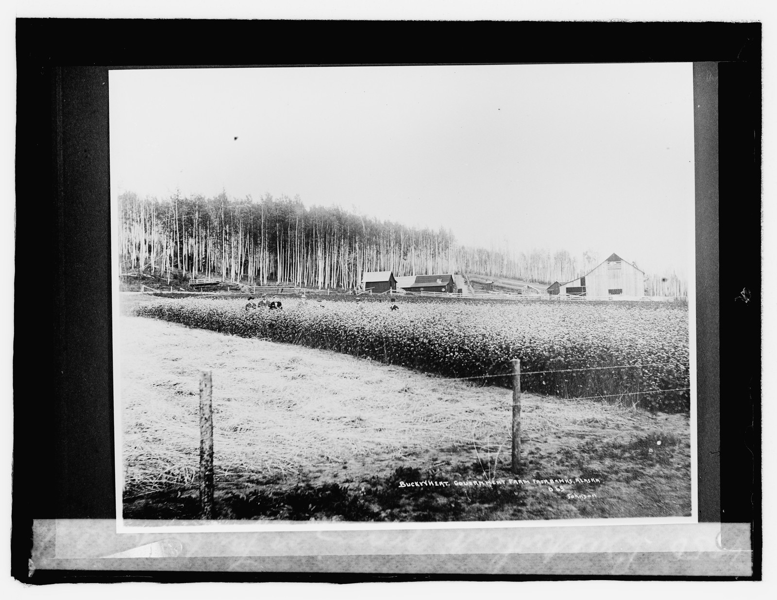 Buckwheat growing in Fairbanks, Alaska, [between 1918 and 1920] — historic photograph