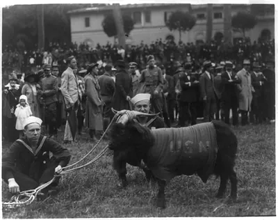 [Army and Navy baseball game, Rome, Italy: 2 sailors with mascot, a goat, in front of crowd of spectators]