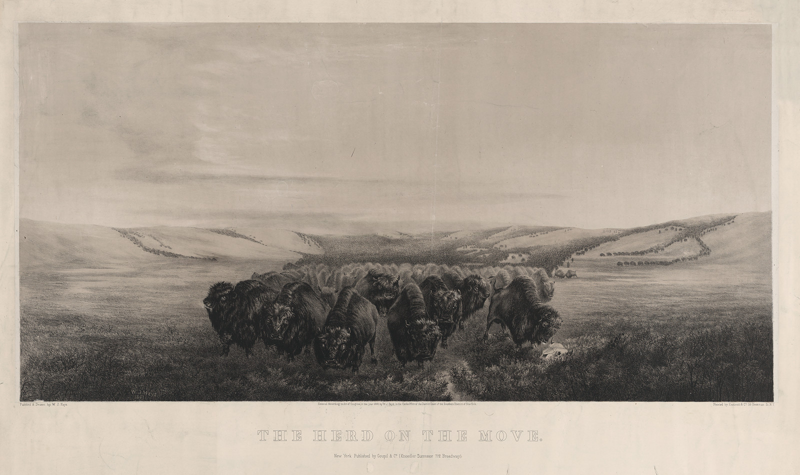 The herd on the move / painted & drawn by W.J. Hays ; printed by Endicott & Co., New York : Goupil & Co., c1862. — antique lithograph