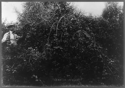 Genatin-apples