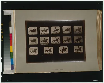 Horses. Irregular