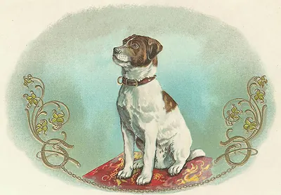White and brown terrier sitting on a red rug
