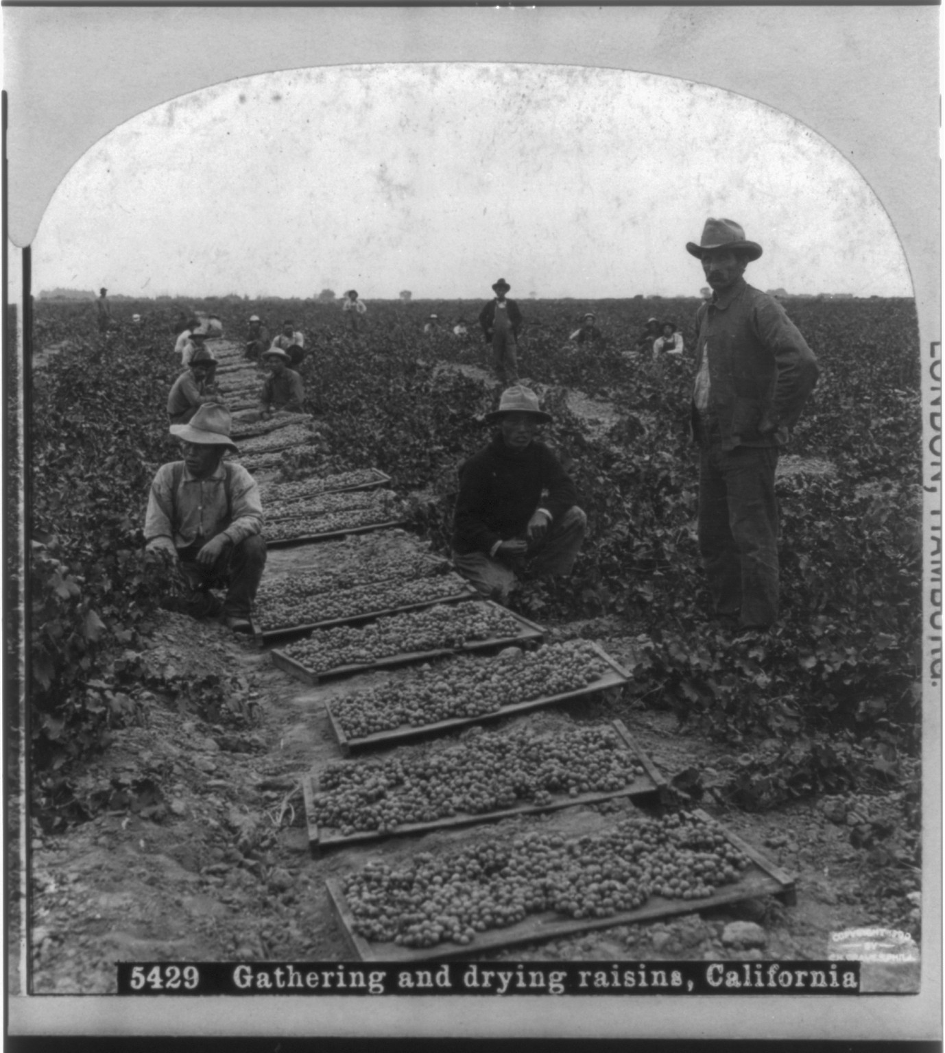 Gathering and drying raisins, California, c1900. — historic photograph