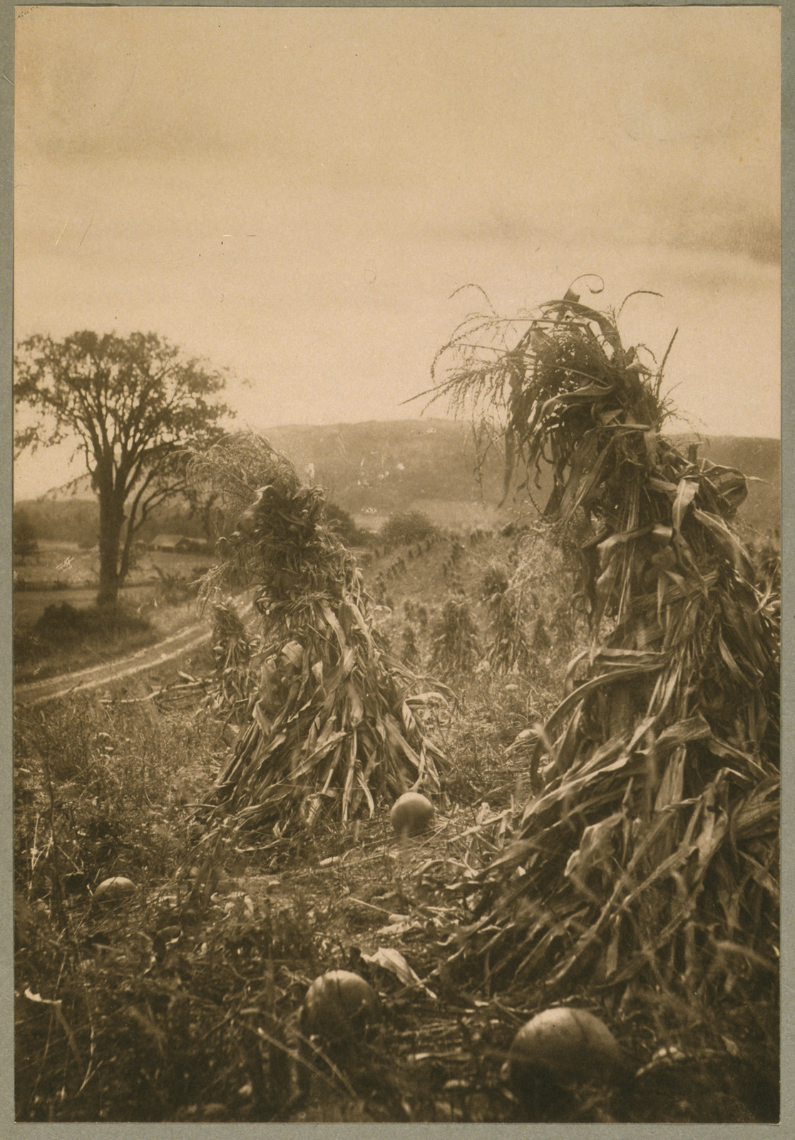 Field With Cornstalks Twisted Into Bunches And Pumpkins, c. 1900 — historic photograph