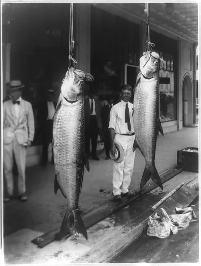 Capt. Charlie Thompson and a catch of [2 large] tarpon, Miami, Florida