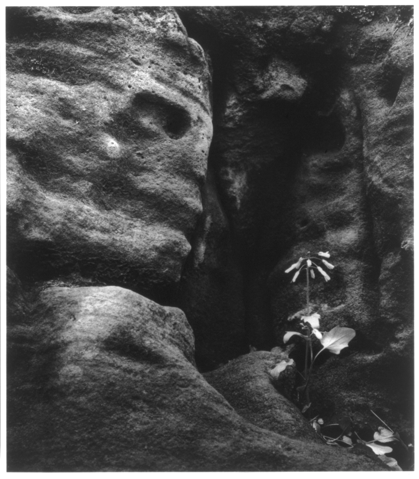 Rock and plant, Ontario, 1968 — historic photograph