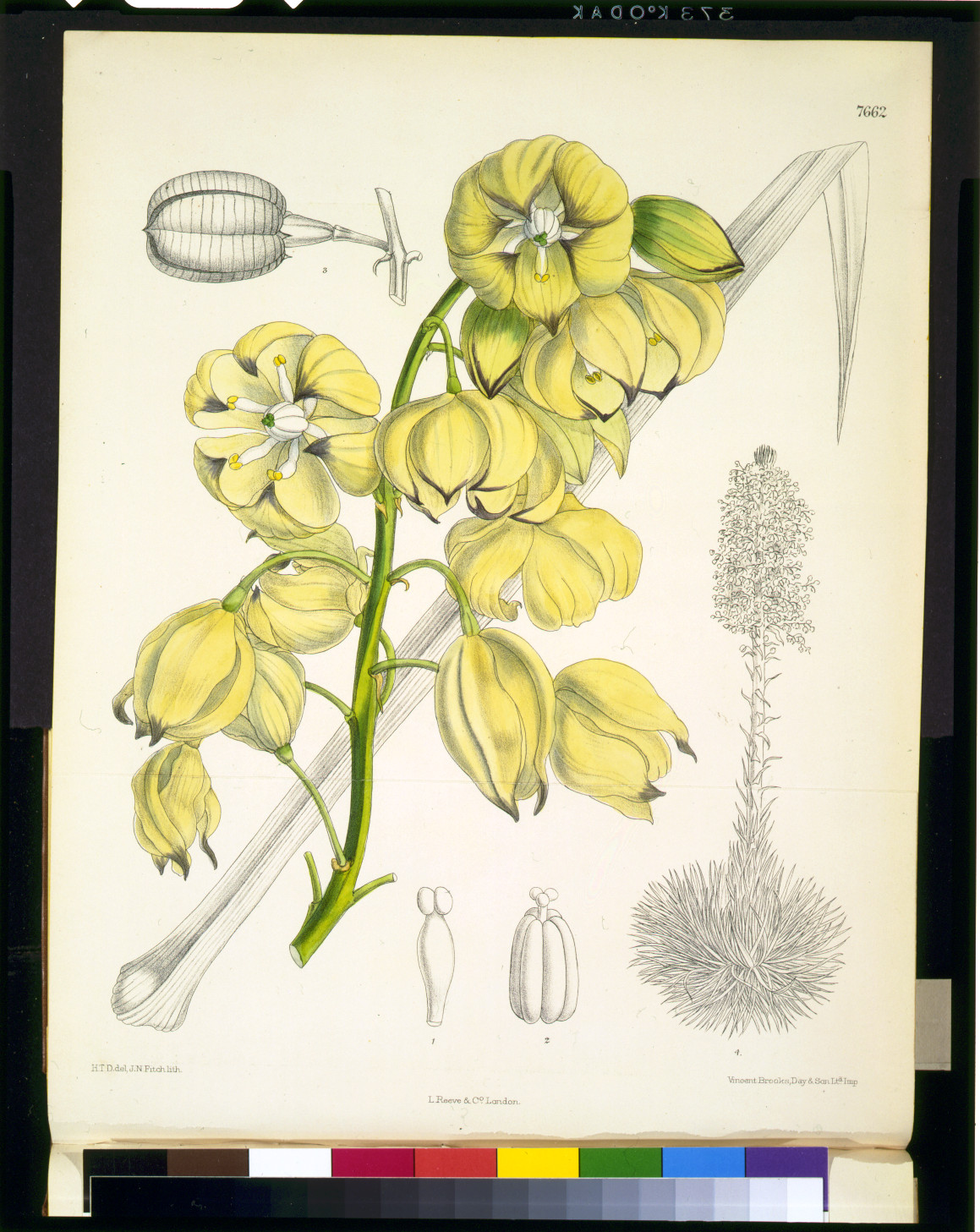 [Yucca whipplei] / H.T.D. del., J.N. Fitch, lith. ; Vincent Brooks, Day & Son. Ltd. imp., [published 1899] — antique lithograph