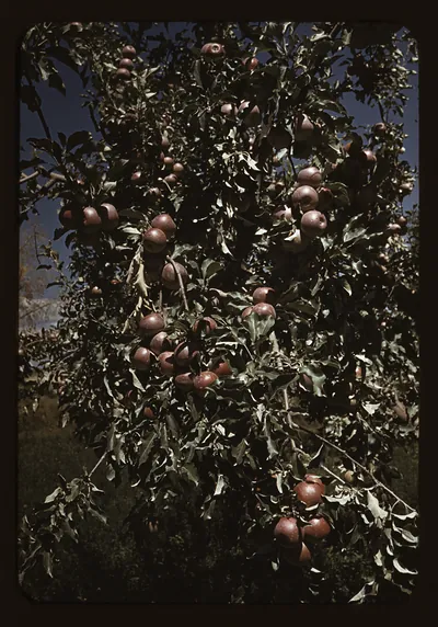 Red apples hanging on a leafy orchard tree