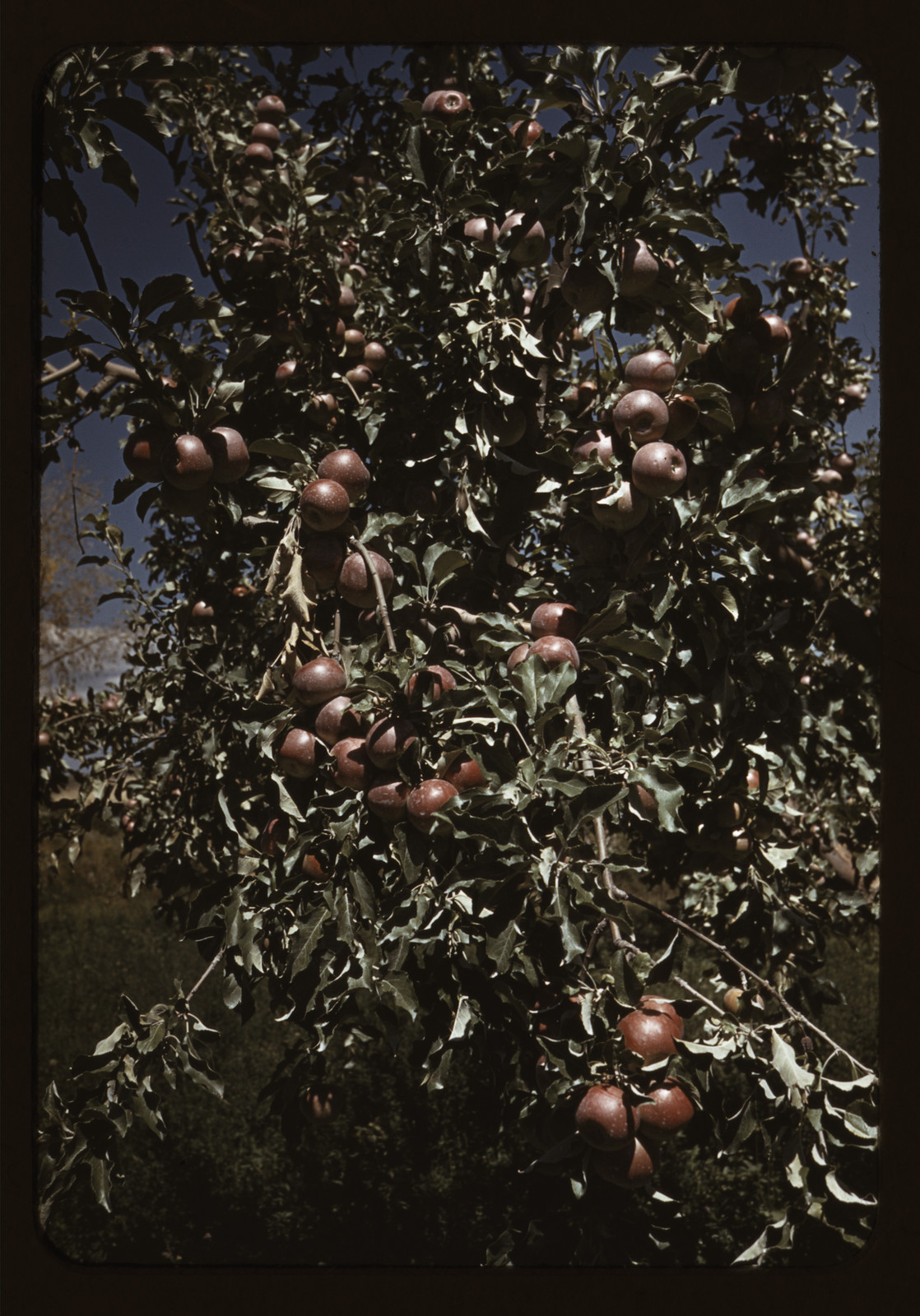 Red apples hanging on a leafy orchard tree — historic image