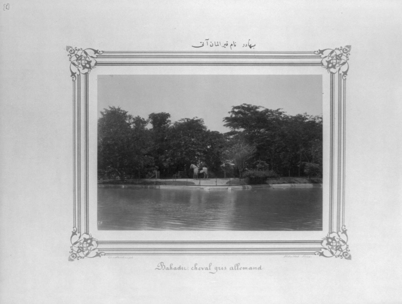 [A gray German horse name Bahadir] / Constantinople, Abdullah Frères., [between 1880 and 1893] — historic photograph