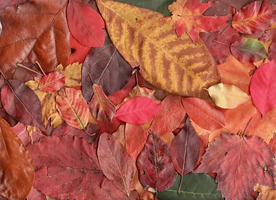 Leaves All - 600