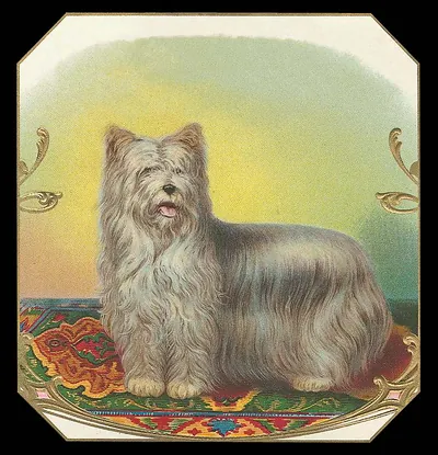 Long-haired gray terrier dog on a patterned rug