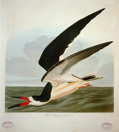 Black Skimmer