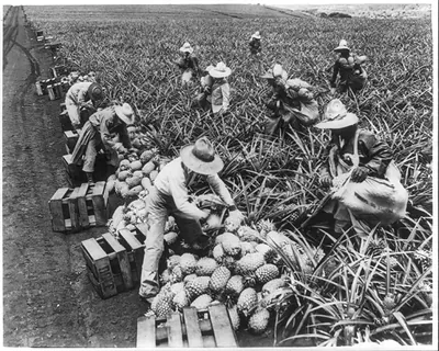Picking pineapples, Hawaii