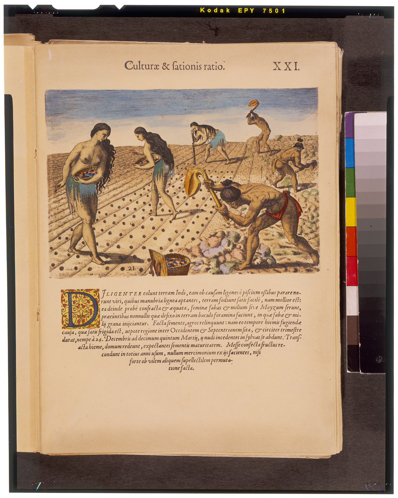 [Mode of tilling and planting], [1928, from a print published in 1591] — antique engraving