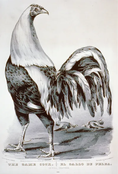 The game cock / el gallo de pelea: in full feather