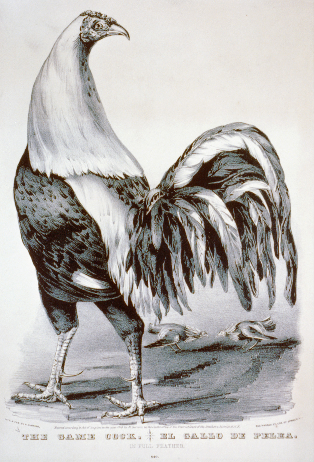 The game cock / el gallo de pelea: in full feather, New York : Published by N. Currier, c1849. — antique lithograph