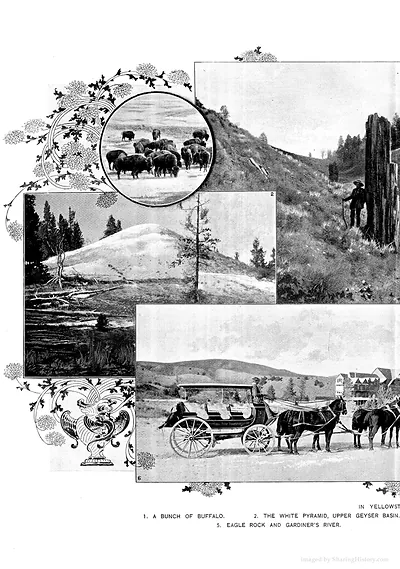 In Yellowstone: buffalo herd, White Pyramid, Eagle Rock, coach