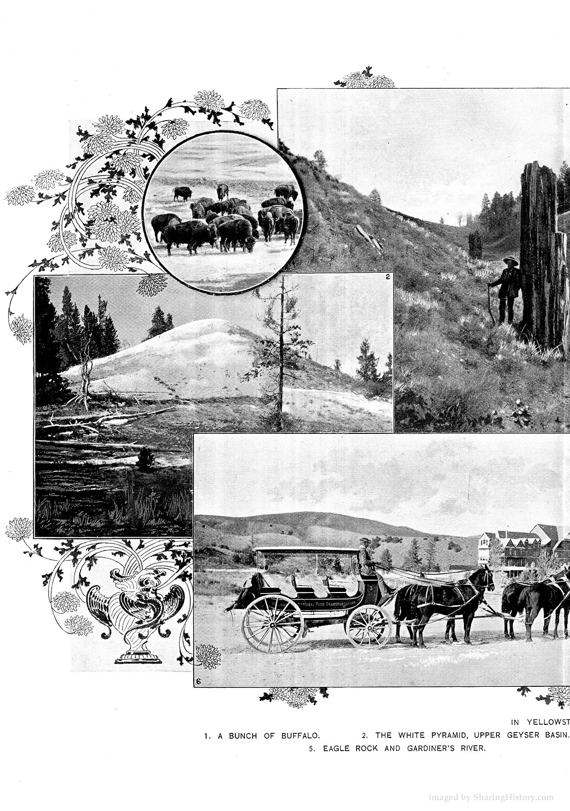 In Yellowstone: buffalo herd, White Pyramid, Eagle Rock, coach — historic image