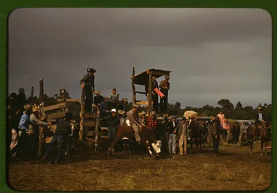 Steer wrestling at a rodeo with spectators on pen fences