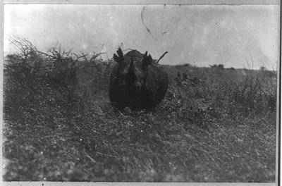 [Pres. Theodore Roosevelt's expedition to Africa]: Bull rhinoceros charging