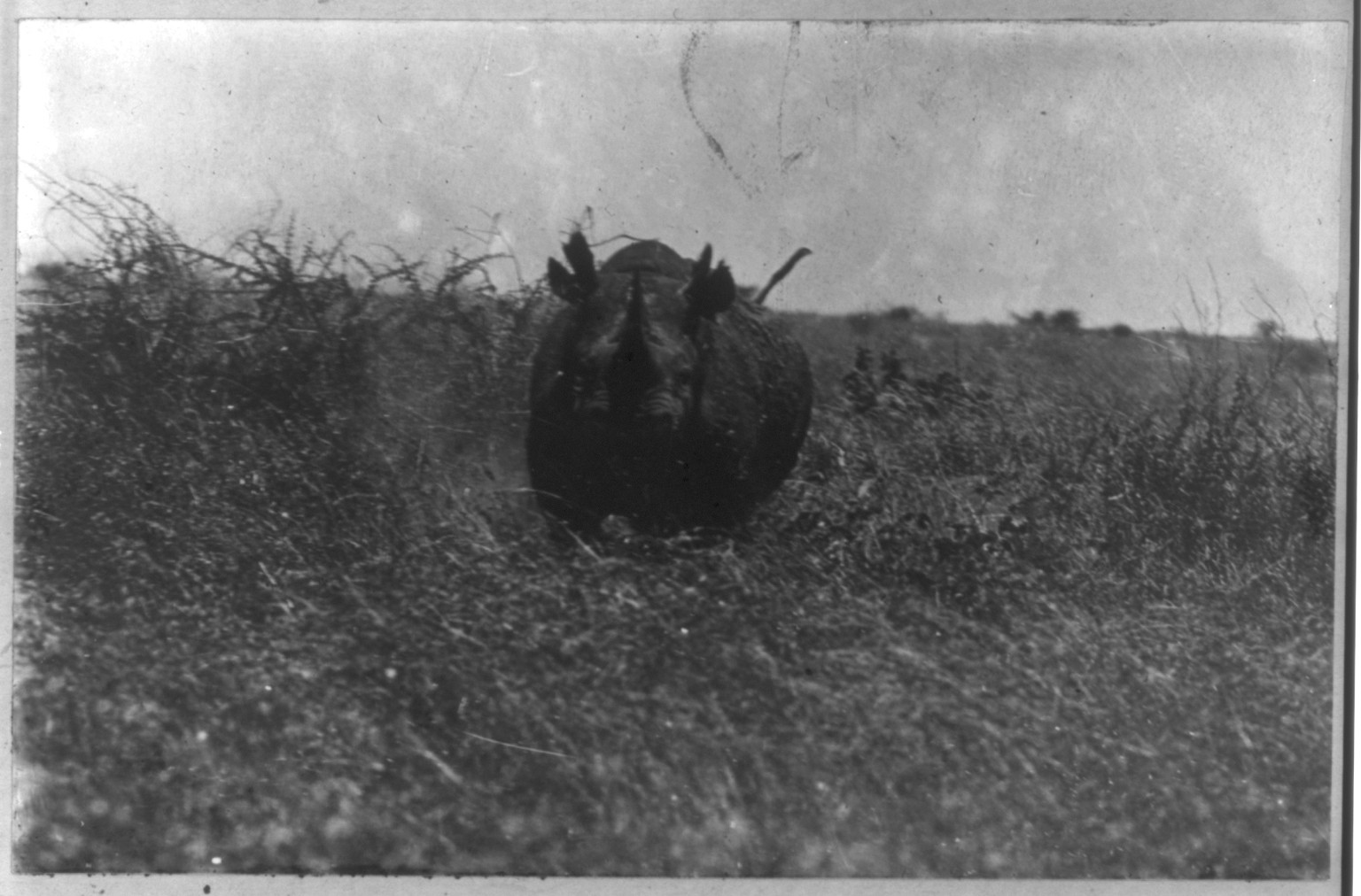 [Pres. Theodore Roosevelt's expedition to Africa]: Bull rhinoceros charging, c1909. — historic photograph