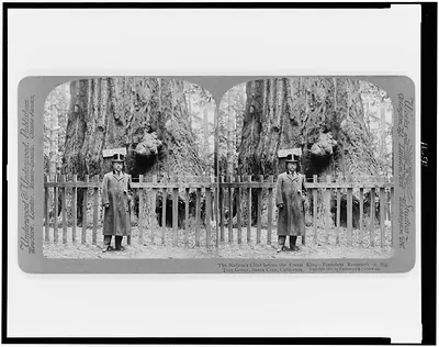 The nation's chief before the forest king--President Roosevelt in Big Tree Grove, Santa Cruz, California